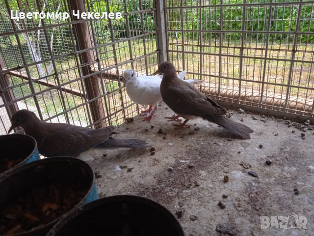 Сенегалски гургулици-1 мъжки, снимка 3 - други­ - 41202178