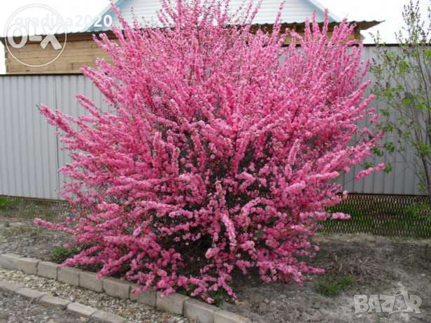 Японска Слива- Prunus triloba Студоустойчива, снимка 4 - Разсади - 36153555