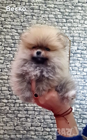 Померан мини женски , снимка 10 - Померан - 53158238