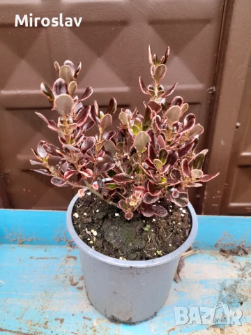 Копросма (Coprosma 'Eclipse'), снимка 7 - Градински цветя и растения - 50445312