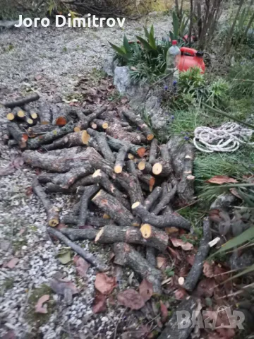 Поддръжка/Рязане на овошки и опасни дървета/Почистване на терени/Пръскане и изкореняване, снимка 4 - Други услуги - 48229616