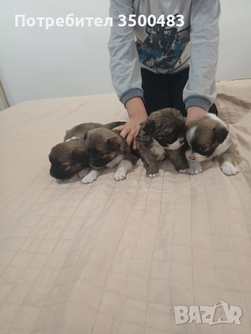 Пекинези момчета