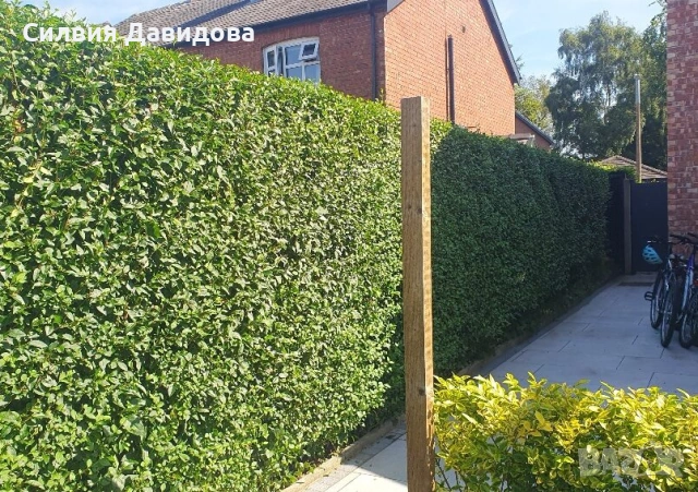 Лигуструм 0.30е гол корен за жив плет, снимка 11 - Градински цветя и растения - 53691559