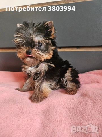 Мини Принцеса от родословни родители. , снимка 3 - Йоркширски териер - 53683061