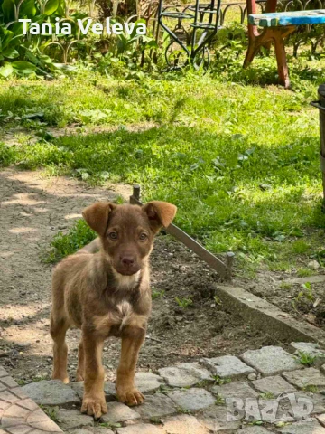 Търся изгубено женско кученце - Сара , снимка 1