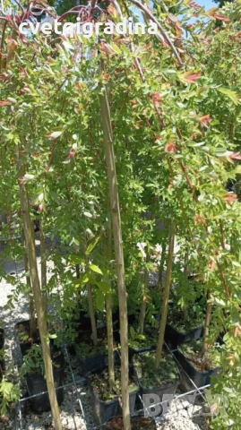 Salix integra pendula (Японска плачеща върба), снимка 2 - Градински цветя и растения - 50584345