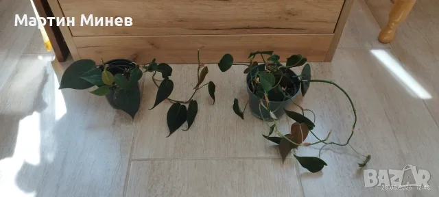Филодендрон (Philodendron) «Micans» (лиана/увивни) 