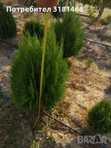 Вечнозелена Бързоразстяща Източна Туя / Thuja orientalis /, снимка 3 - Градински цветя и растения - 34168506