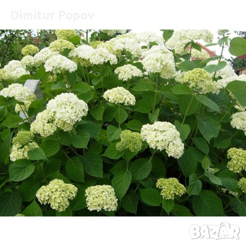  Хортензия, снимка 1 - Градински цветя и растения - 40033492