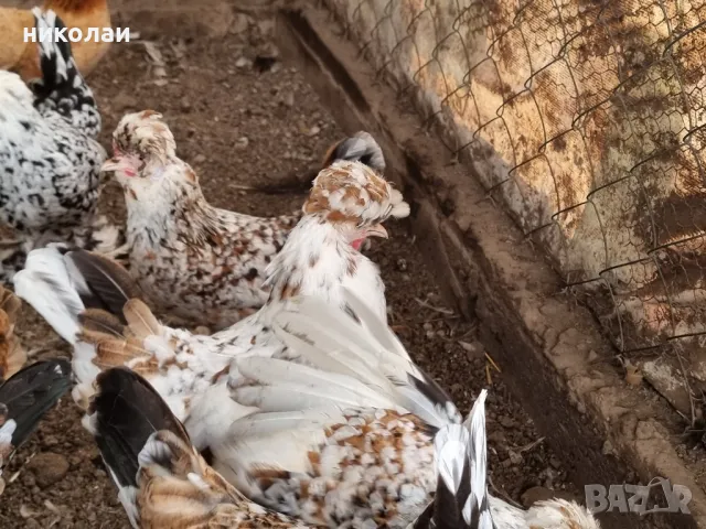 продавам яйца от бреговска джинка, снимка 9 - други­ - 49700485