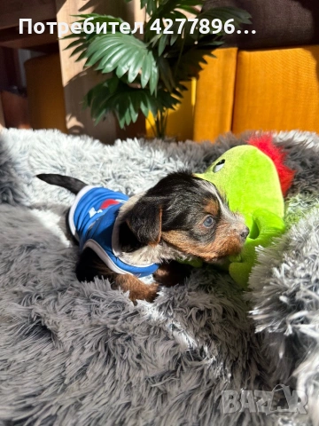 Бийвър йоркширски териер, снимка 3 - Йоркширски териер - 53834267