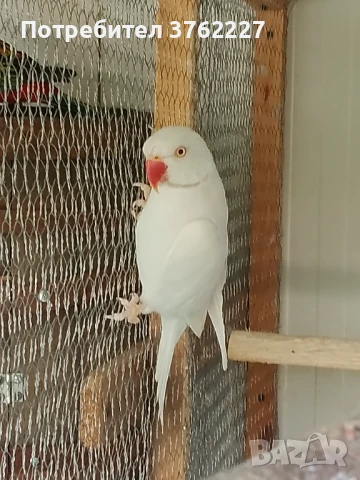 Продавам Малак Александър , снимка 1