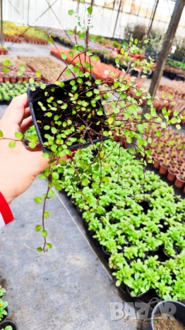 Мюленбекия Сийленд компакт, Muehlenbeckia Sealand compact, снимка 6 - Градински цветя и растения - 49926290