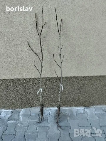 Орехи сортове Чандлър, Шейново и Извор 10, снимка 6 - Разсади - 42417976