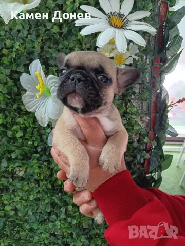 Френски булдог french bulldog , снимка 7 - Френски булдог - 56271586