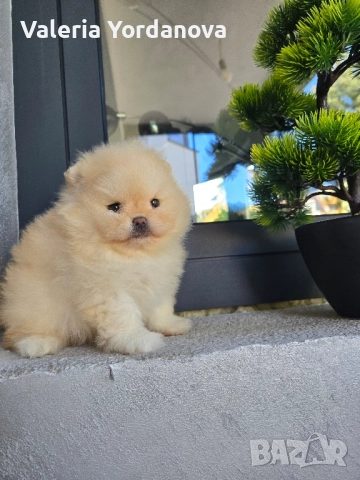 Мини Померанче , снимка 2 - Померан - 52109673