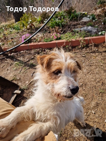 Кученце, снимка 5 - Други - 53432108