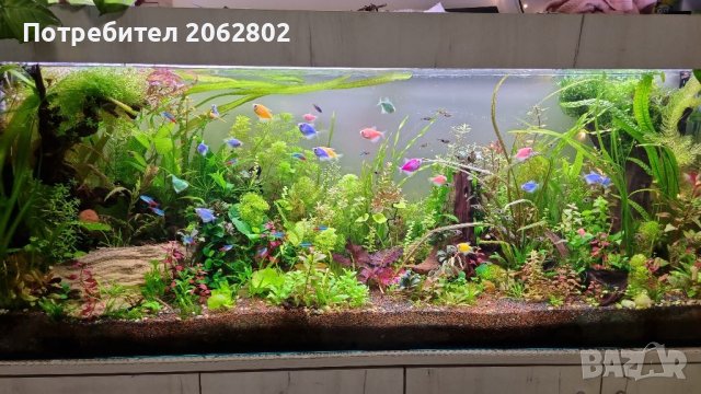 Аквариумни растения , корени .Пакети от много видове., снимка 4 - Оборудване за аквариуми - 41105255