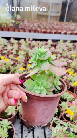 Седум палмери, Sedum palmeri, студоустойчив , снимка 10 - Градински цветя и растения - 53251451