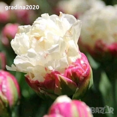 Луковици на сладоледено лале, снимка 2 - Разсади - 51643621