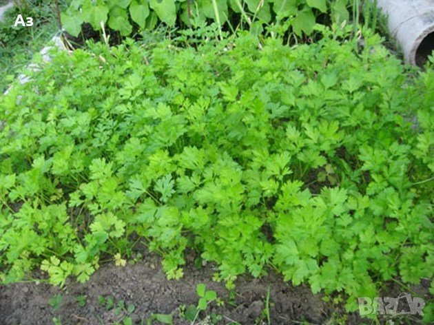 Продавам градински магданоз - семена, реколта 2025 г., снимка 6 - Сортови семена и луковици - 34520721