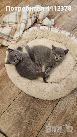 британски сини късокосмести котета 
