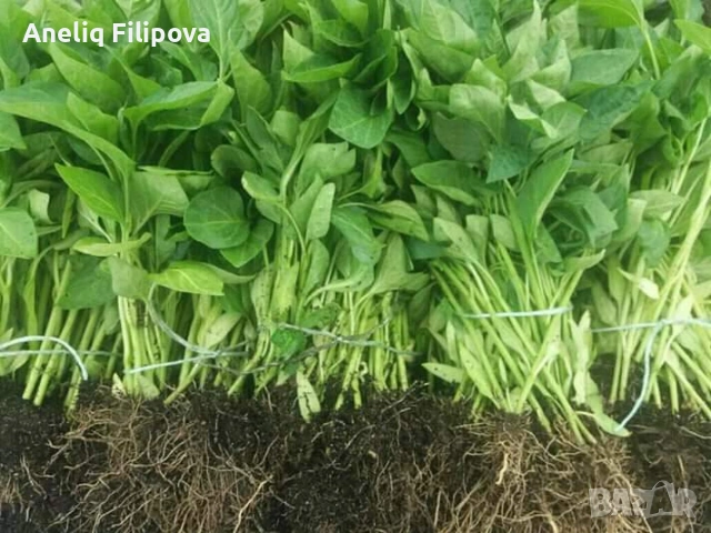 Продавам разсад за Пипер, Домати и Краставици , снимка 2 - Разсади - 53025953