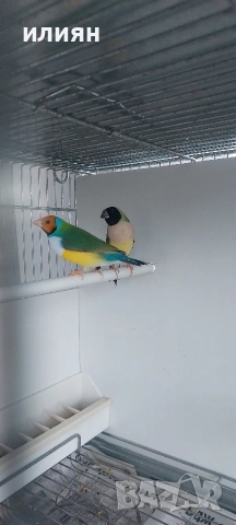 Гулдови амадини 25г., снимка 2 - Амадини - 53662690