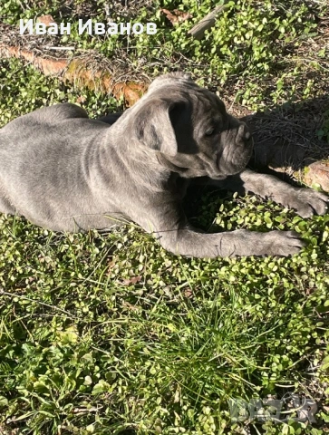 Кане Корсо Сиви, снимка 4 - Кане корсо - 53123551