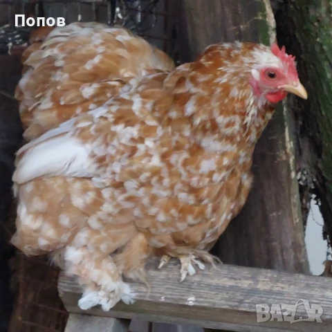 Продавам мини кохин, снимка 5 - други­ - 51324901