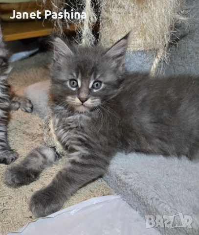 Чистокръвни Мейн Куун котенца , снимка 2 - Мейн кун - 48431594