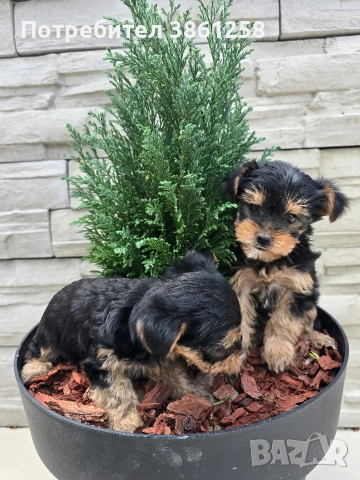 мини йоркширски териер, снимка 6 - Йоркширски териер - 53720124