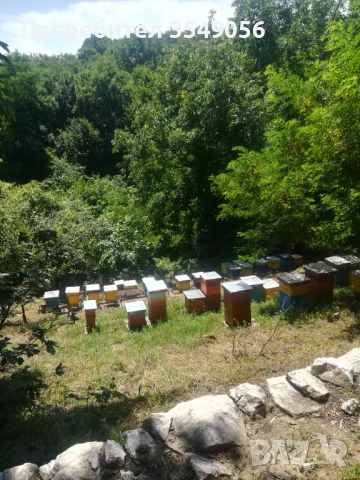 Истински пчелен мед букет 100% натурален , екологичен ,био, снимка 5 - Пчелни продукти - 51707467