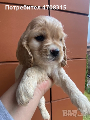 Кокер шпаньол игриво момченце, снимка 5 - Кокер шпаньол - 53724874