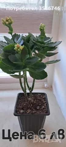 Каланхое-жълто , снимка 2 - Стайни растения - 48180432