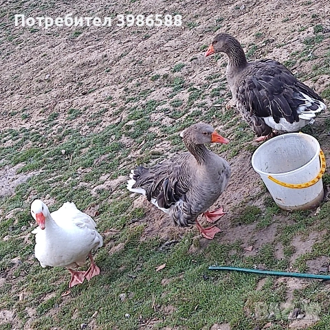 Яйца от гъски 10 бр., снимка 3 - Патици и гъски - 53864807