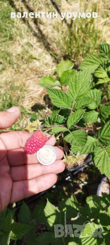 Разсад малини , снимка 1