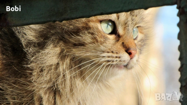 Canon PowerShot SX510 HS Wi-Fi, снимка 8 - Фотоапарати - 53621125