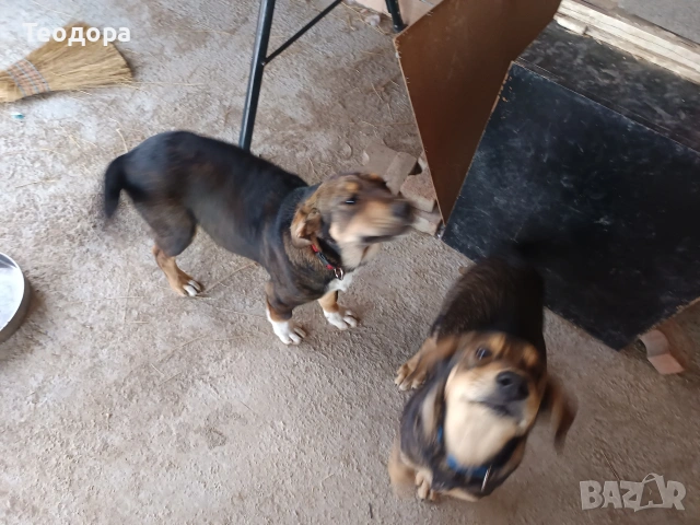 подарява се кученце на 4 месеца, снимка 3 - Други - 53849269