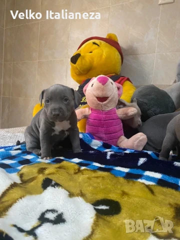 Сини питбули Blu nose , снимка 1