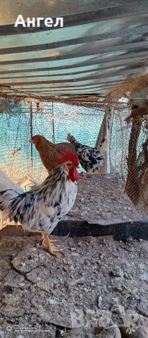Петлета и Кокошки , снимка 5 - Кокошки и пуйки - 52360079