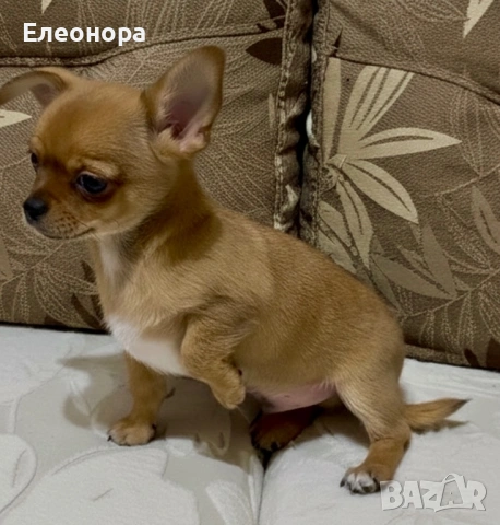 Мини Чихуахуа Момченце Шоколадов ген