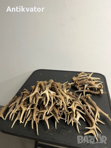 Единични рога сръндак, снимка 2 - Други - 44435848