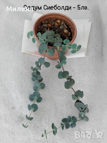 Седум Палмери, снимка 7 - Градински цветя и растения - 49446517