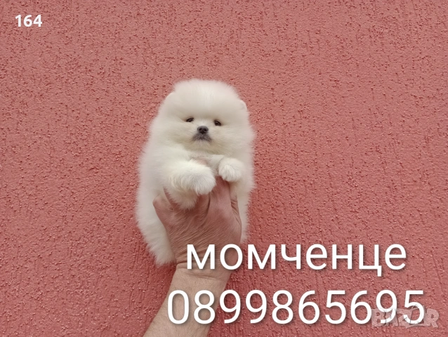 Различни възрасти! Богат избор на мини Померани. Реални снимки !!! , снимка 9 - Померан - 53772615