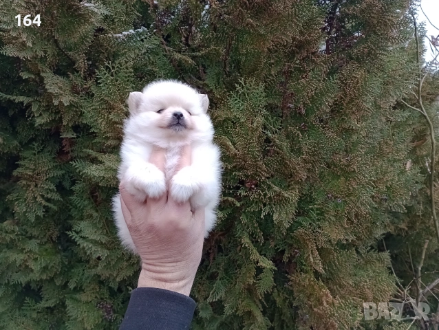 Женски Померанчета. Реални снимки от 10.02.26 г. , снимка 6 - Померан - 53416990