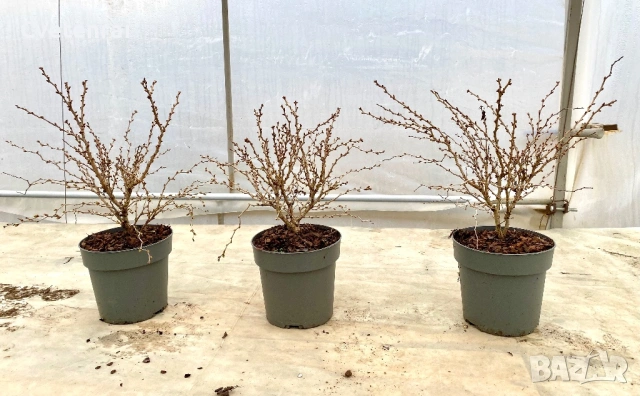 Череша Фуджи (Prunus incisa ‘Kojou-no-mai’), снимка 6 - Градински цветя и растения - 53692040