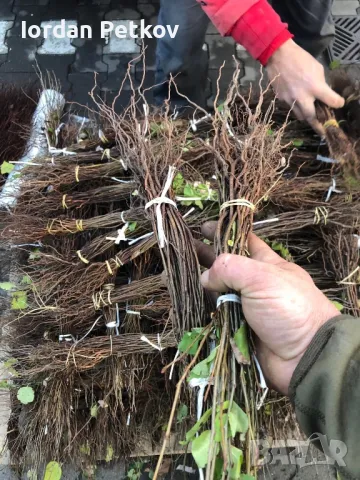 Подложка махалебка, снимка 2 - Разсади - 34786303