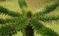 Араукария, Чилийски бор -Araucaria araucana, снимка 3