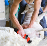 Машинка за стригане на овце Електрическа машина за подстригване на овце и други животни, снимка 8